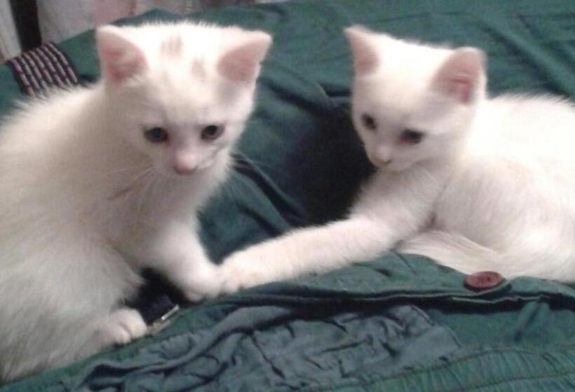 צימר Le Bon Accueil