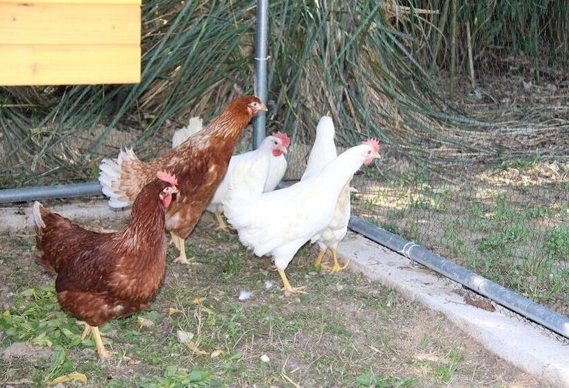 مبيت وإفطار Villa Des Cammaous