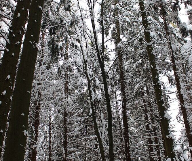 호텔 Zur Waldesruh