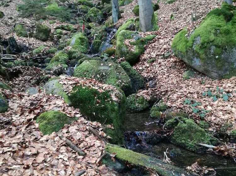 호텔 Zur Waldesruh