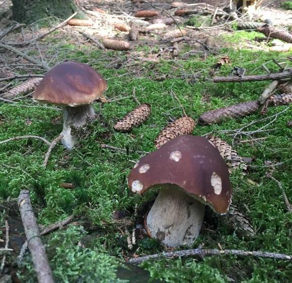 호텔 Stiefelburg Der Berghof