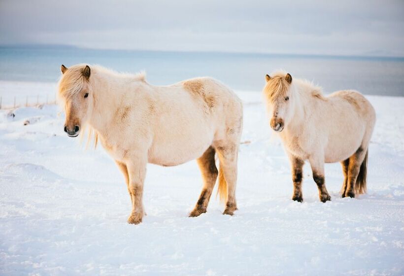 پانسیون Lyngas Guesthouse