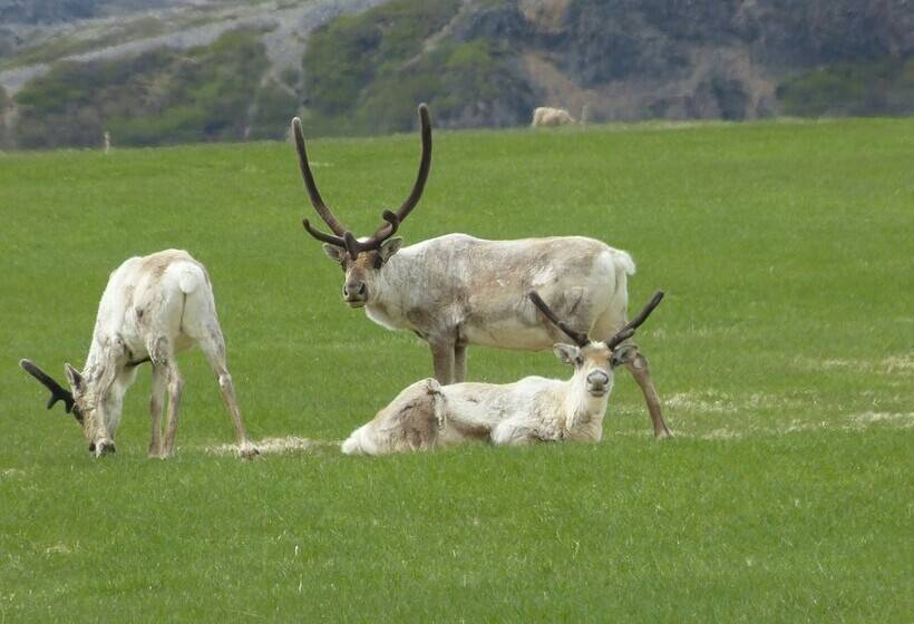 پانسیون Lyngas Guesthouse