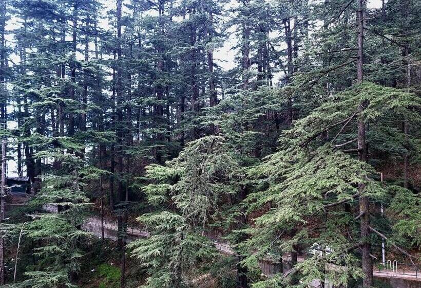 هاستل Tiny Homestay Female Dormitory