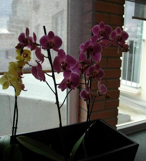 בית מלון כפרי 4 Strade