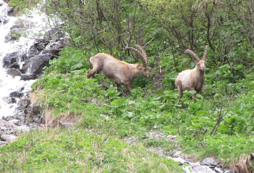 فندق Epicéa Lodge Hôtel