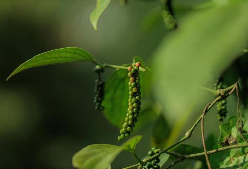 酒店 Hill Rows Estate By Greenescapes