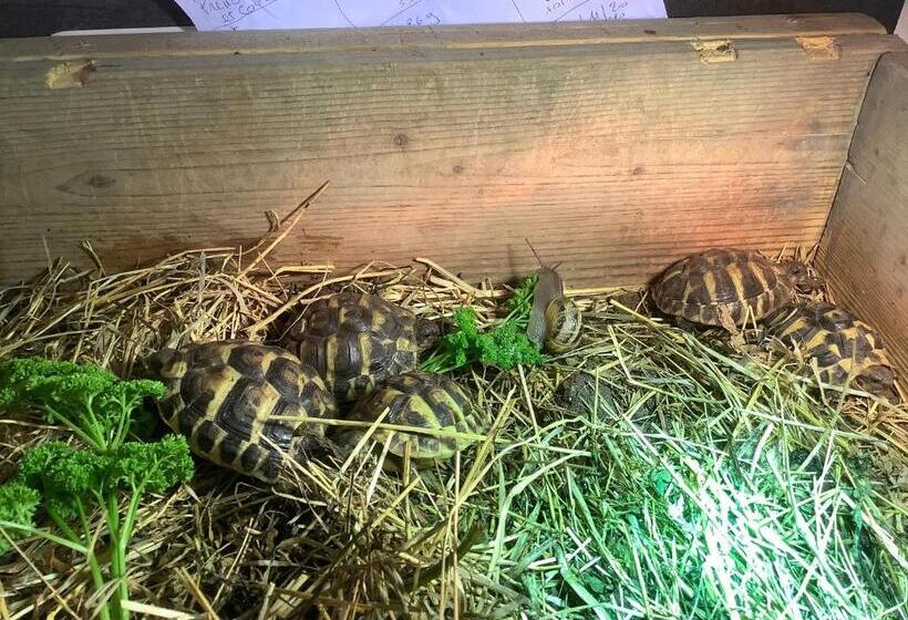 פנסיון La Maison Du Bonheur