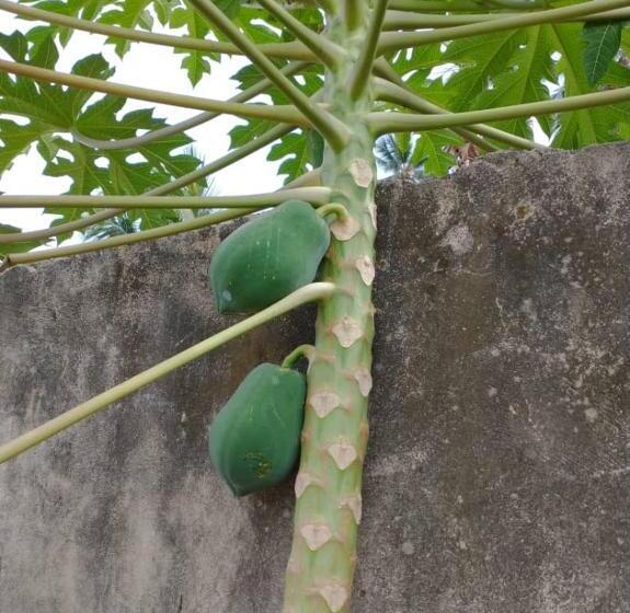 بنسيون Mkoani Guest House