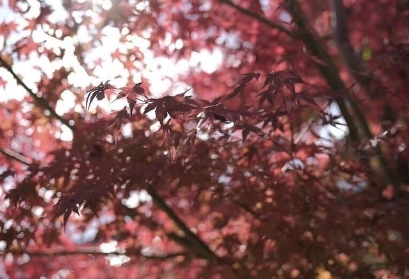 بنسيون Ryokan Tsuchi To Ito