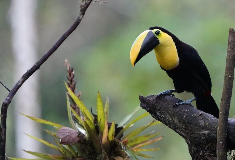 Отель Sacha Urco Lodge Y Bosque Protector