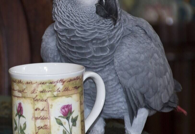 Alberta Bed And Breakfast