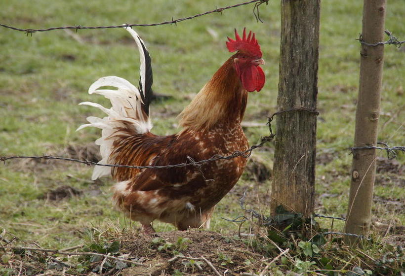 Bed and Breakfast Auberge Du Précontent