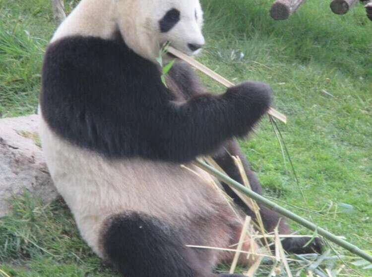 مبيت وإفطار Chambre Et Appartement Zen De Beauval