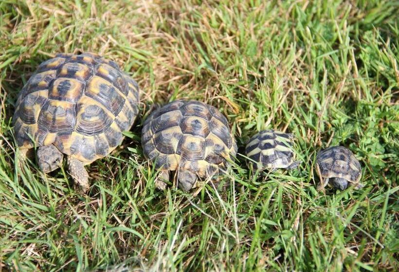 住宿加早餐  L'autourserie