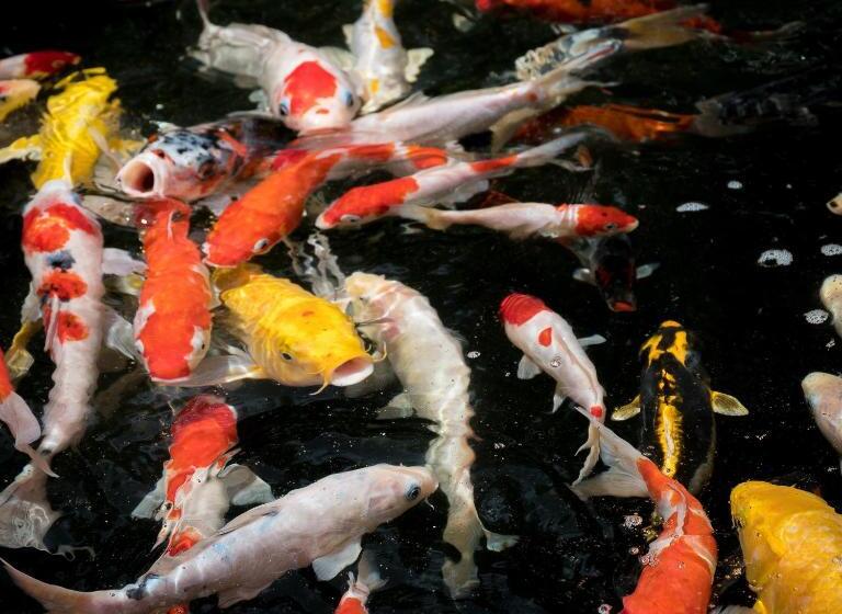 Arsela Hotel Pangkalan Bun