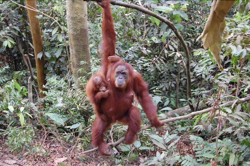 فندق Indra Valley Inn Bukit Lawang