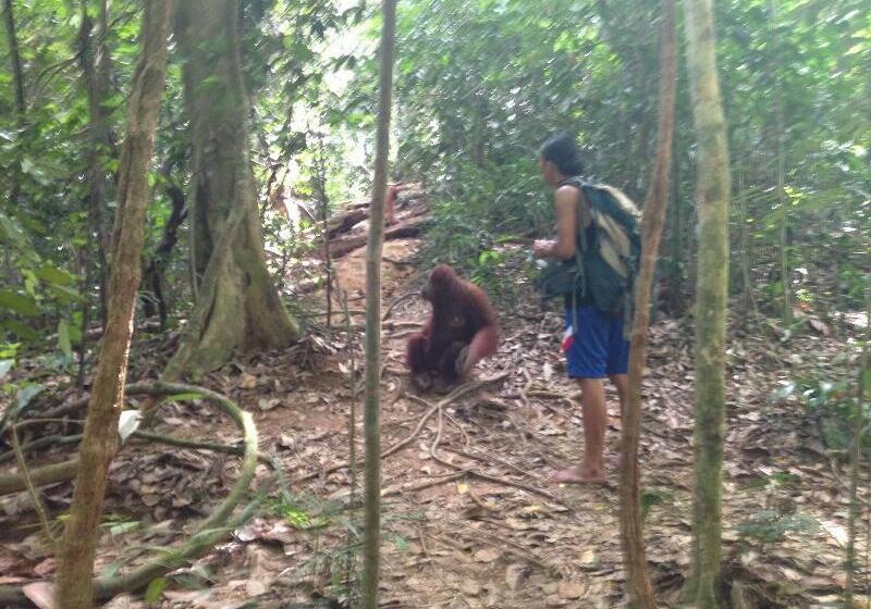 فندق Indra Valley Inn Bukit Lawang