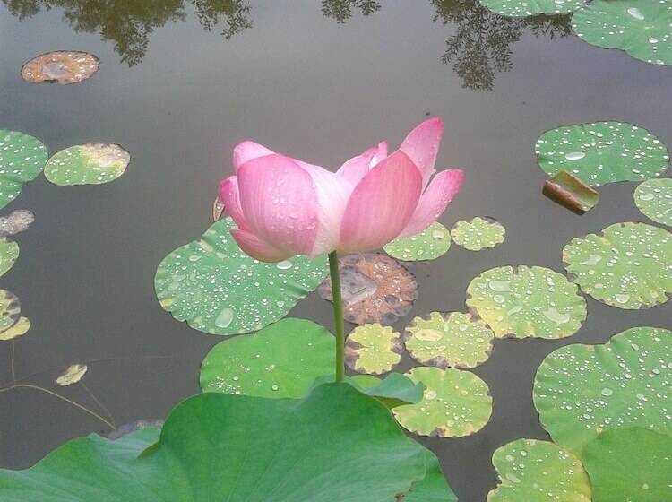 בית מלון כפרי North Borneo Biostation Resort