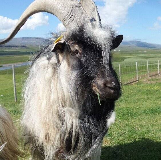 هتل Stóra ásgeirsá Guesthouse