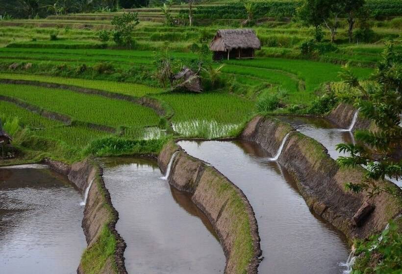 פנסיון Arta Nadi Villa