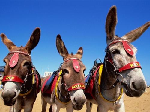 بنسيون The Aldor