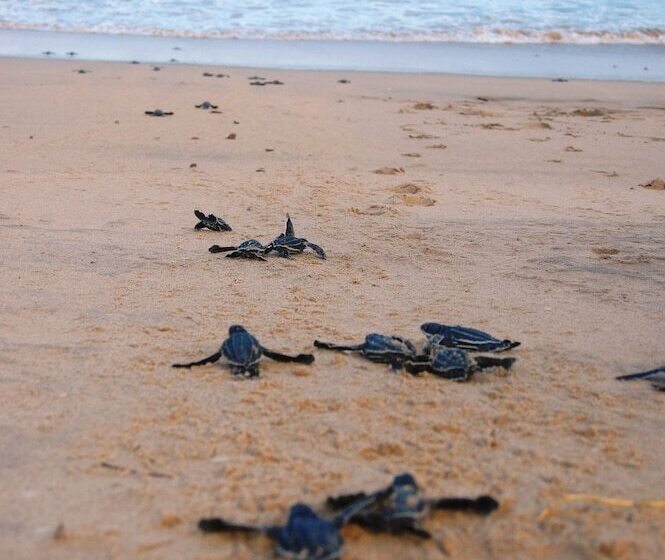 פנסיון Thonga Beach Lodge