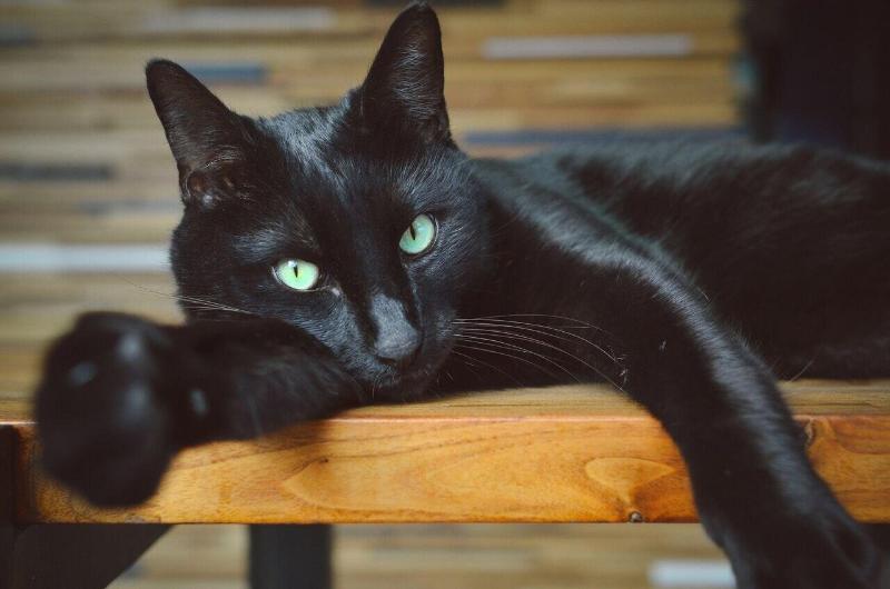 ホテル The Frances Modern Inn