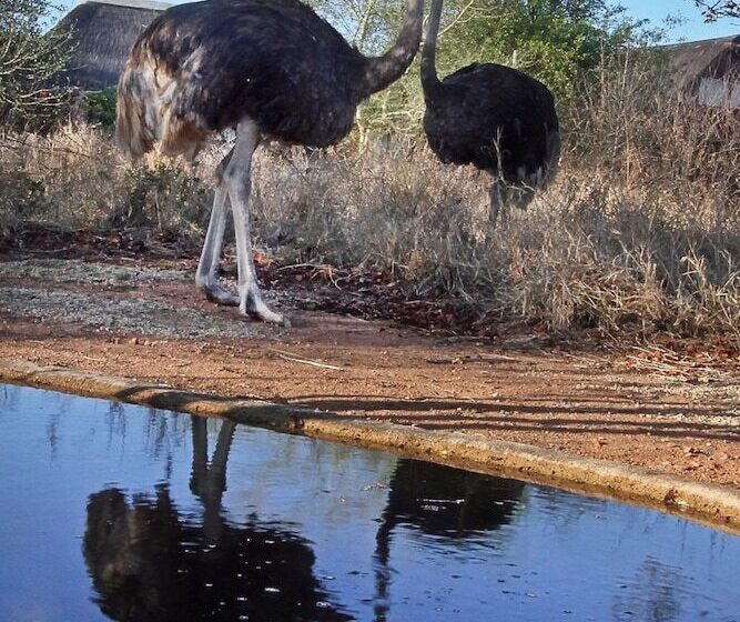 בית מלון כפרי Normann Safari Bush Lodge