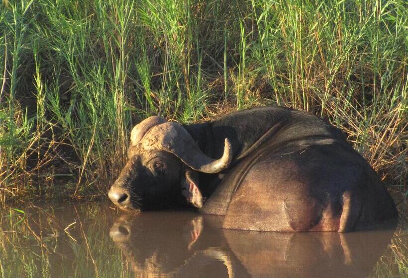 ホテル Sausage Tree Safari Camp