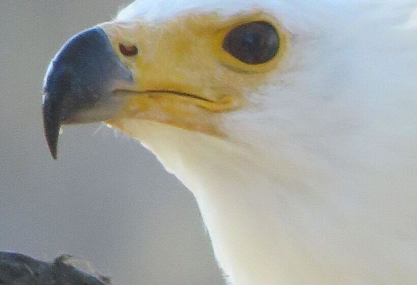 ホテル Sausage Tree Safari Camp