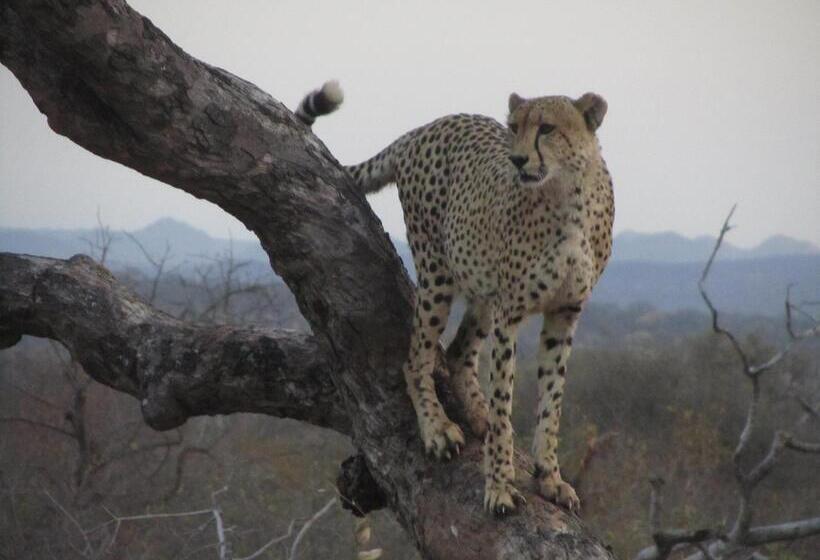 ホテル Sausage Tree Safari Camp