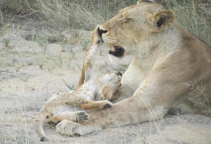 ホテル Sausage Tree Safari Camp