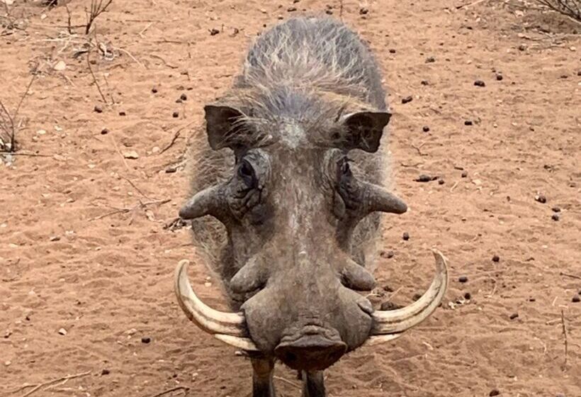 ホテル Sausage Tree Safari Camp