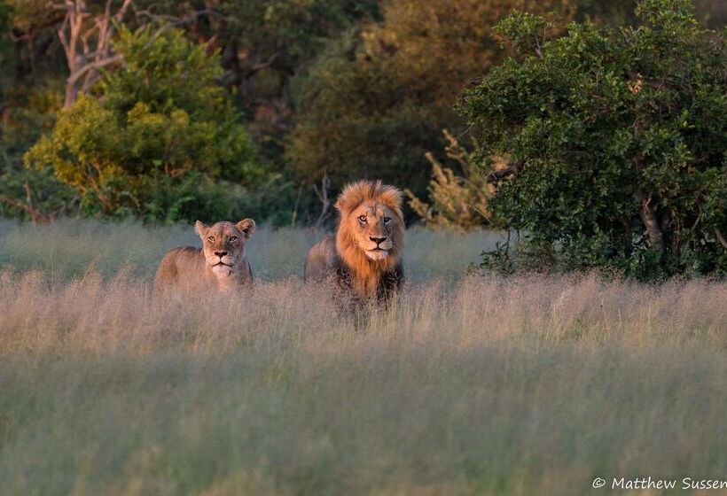 ホテル Sausage Tree Safari Camp