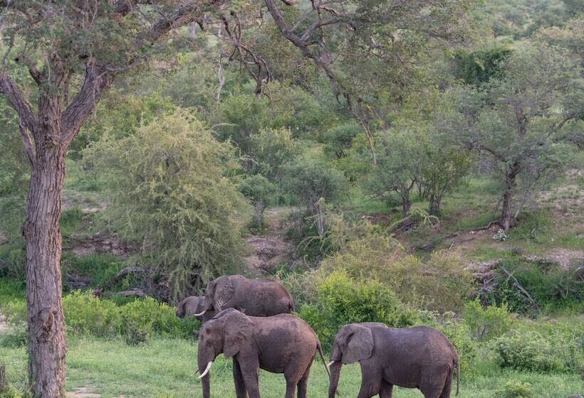 ホテル Sausage Tree Safari Camp