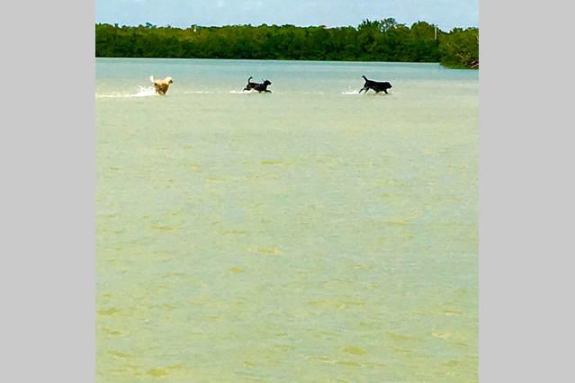 فندق على الطريق The Sea Gypsy Inn