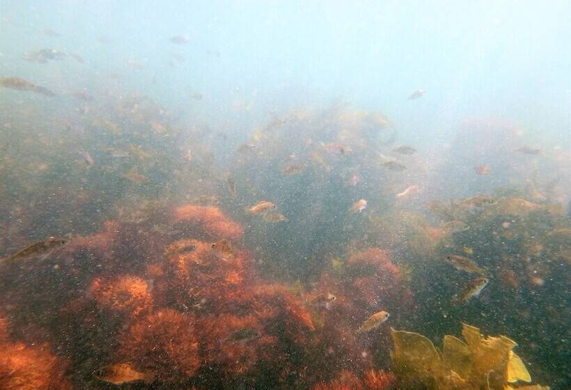 ريوكان Kaigetsu