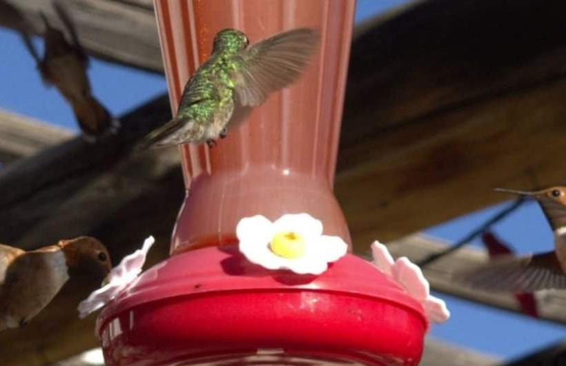 Bed and Breakfast Casa Del Gavilan Historic Inn