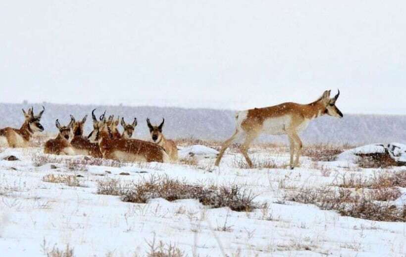 Bed and Breakfast Casa Del Gavilan Historic Inn