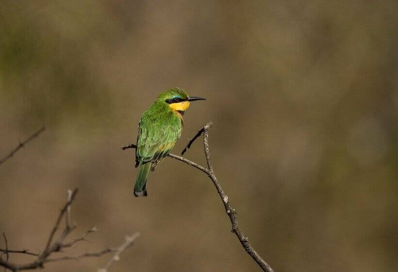 호텔 Nambiti Hills Private Game Lodge