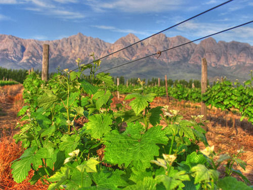 Seven Oaks Vineyard Cottages