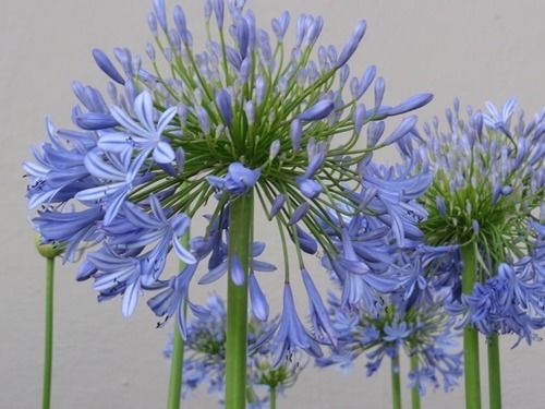 Seven Oaks Vineyard Cottages