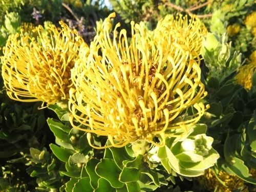 Seven Oaks Vineyard Cottages