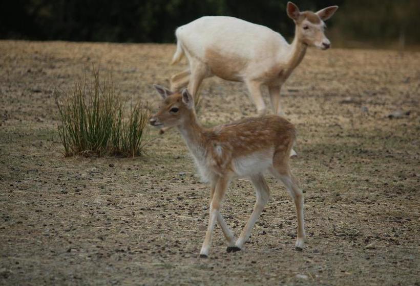 ベッドアンドブレックファースト Auberge De La Normandie
