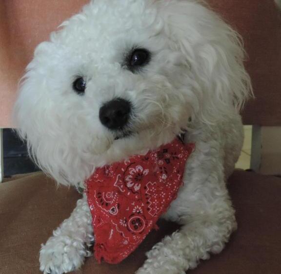 تختخواب و صبحانه Villa Des Hortensias