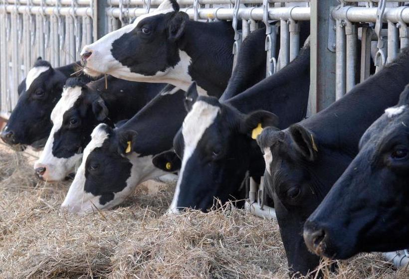 Bach Y Graig Farmhouse B&b