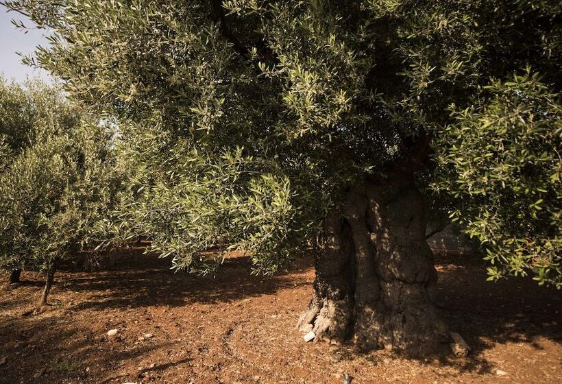 Il Sole Bed And Breakfast