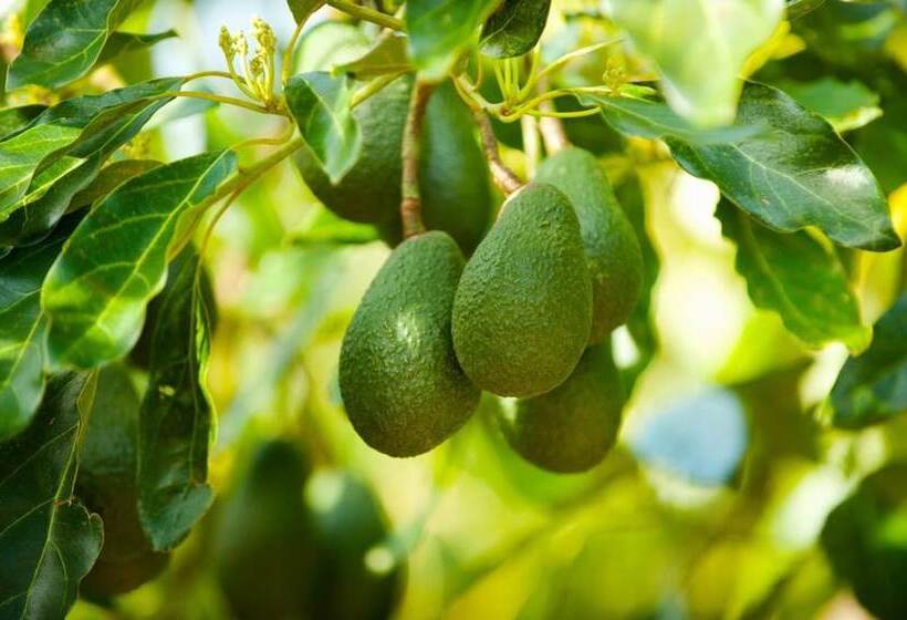 Golden Caves   Bed & Breakfast