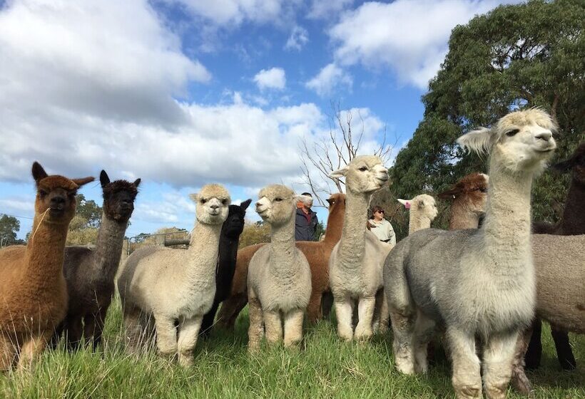 Golden Caves   Bed & Breakfast